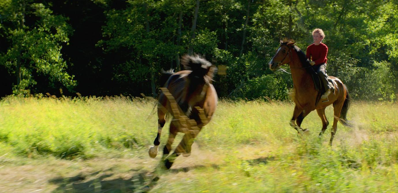 Salir a robar caballos