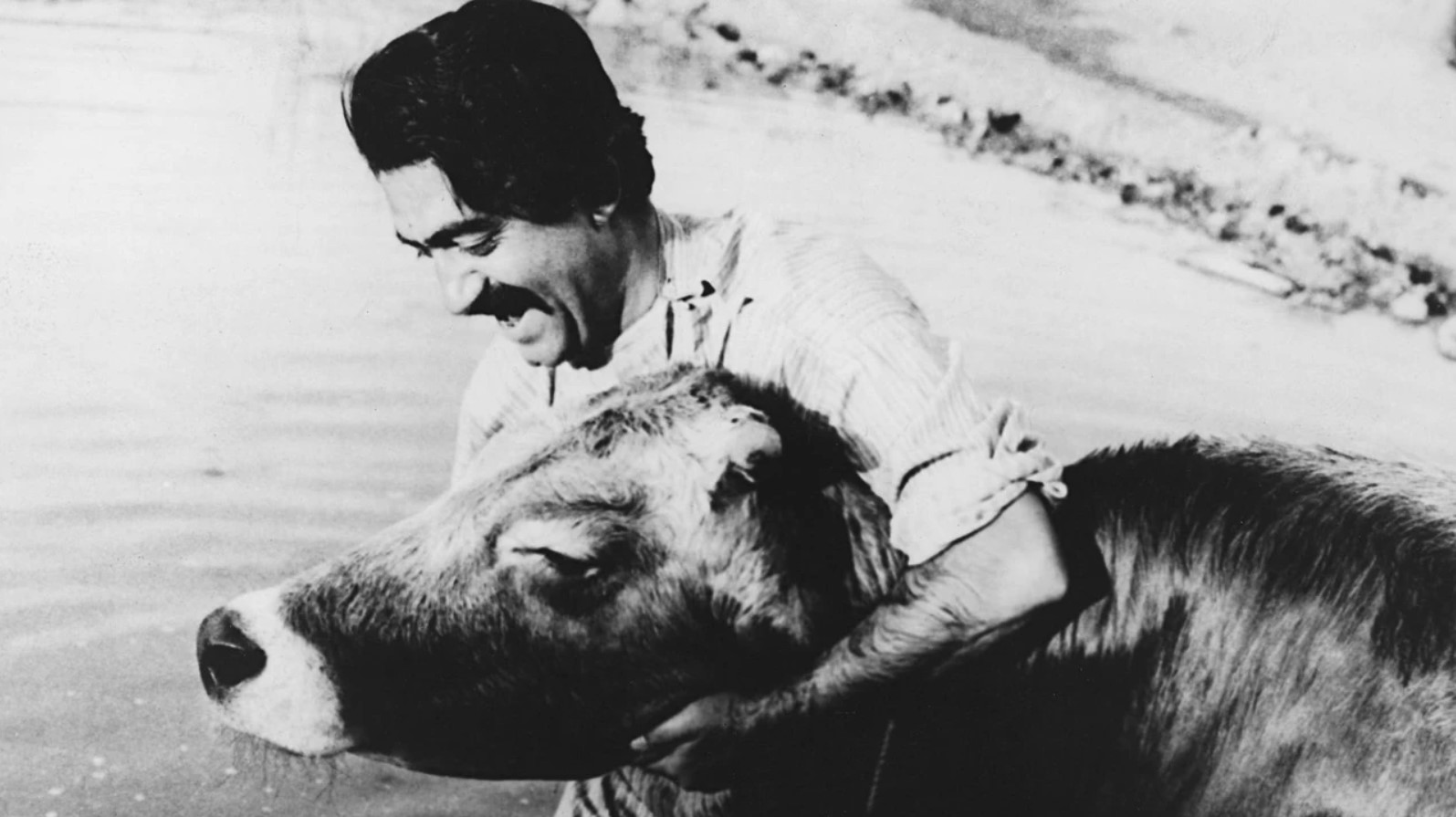 La vaca