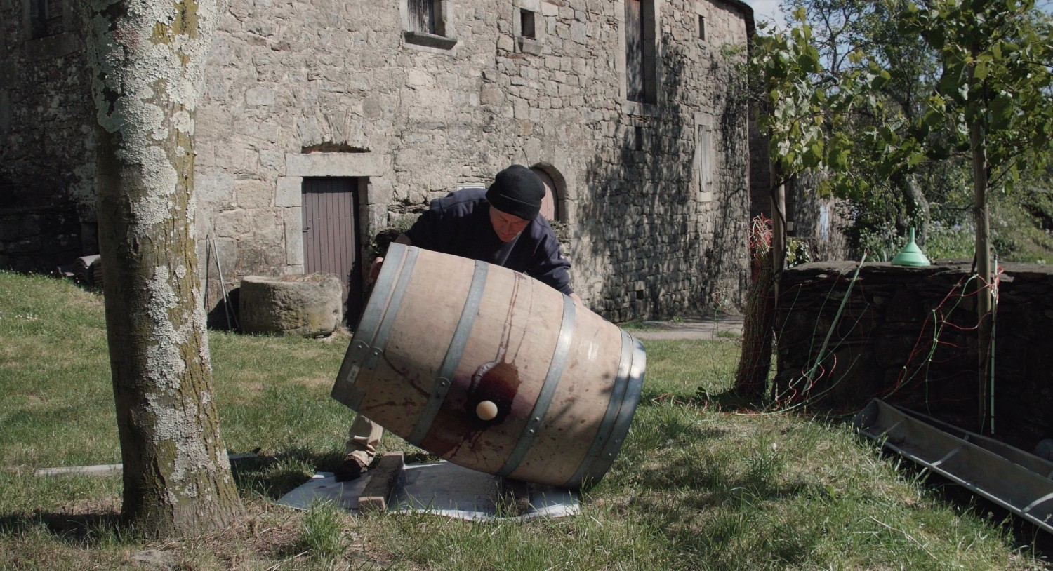 Vitis prohibita